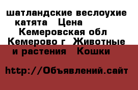 шатландские веслоухие катята › Цена ­ 2 500 - Кемеровская обл., Кемерово г. Животные и растения » Кошки   